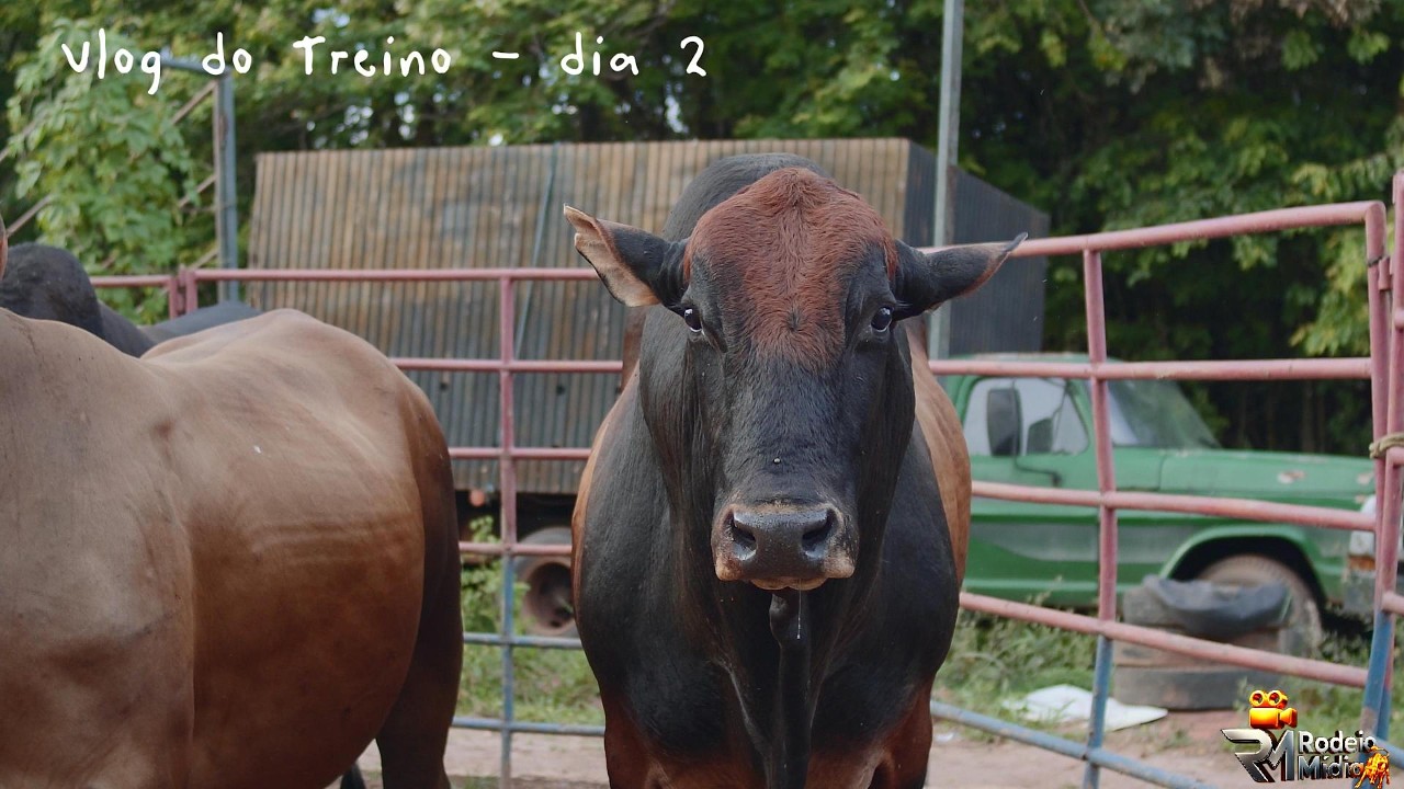 Treinão em touros - dia 2 no Rancho 2D #rodeio #bullriding #touros