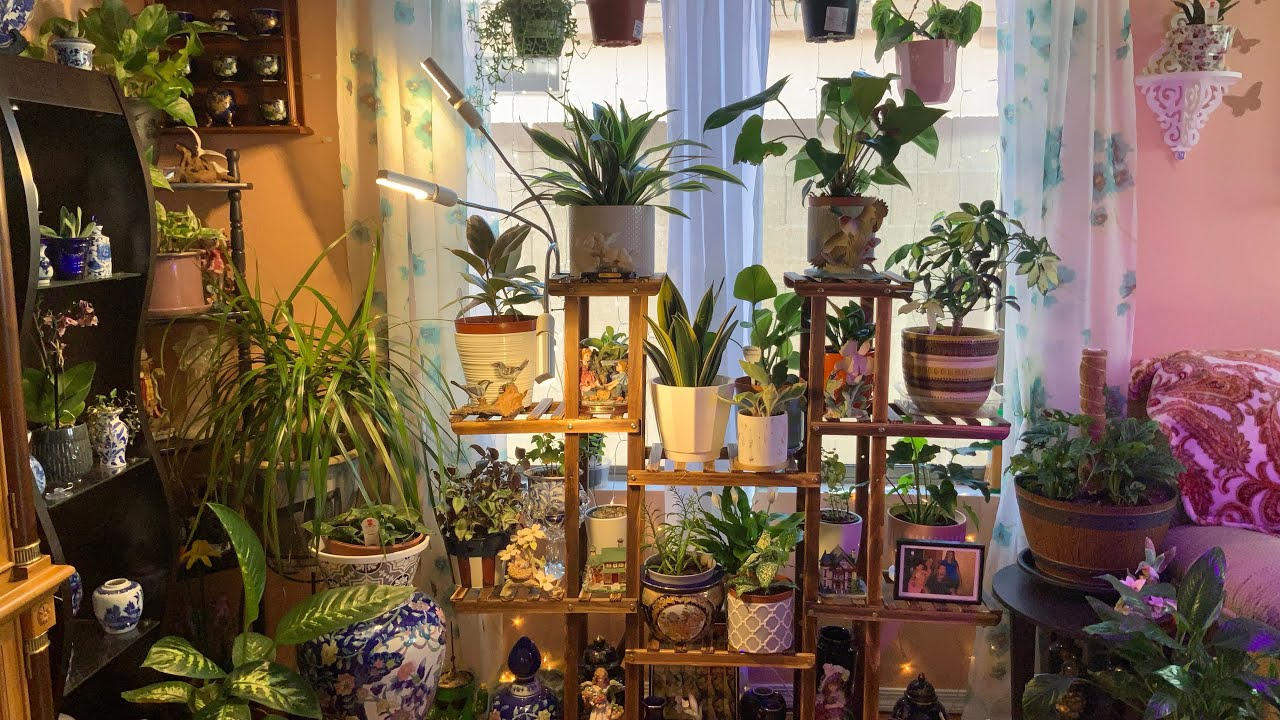 Relaxing plants/75+plantswith IDs/houseplant tour