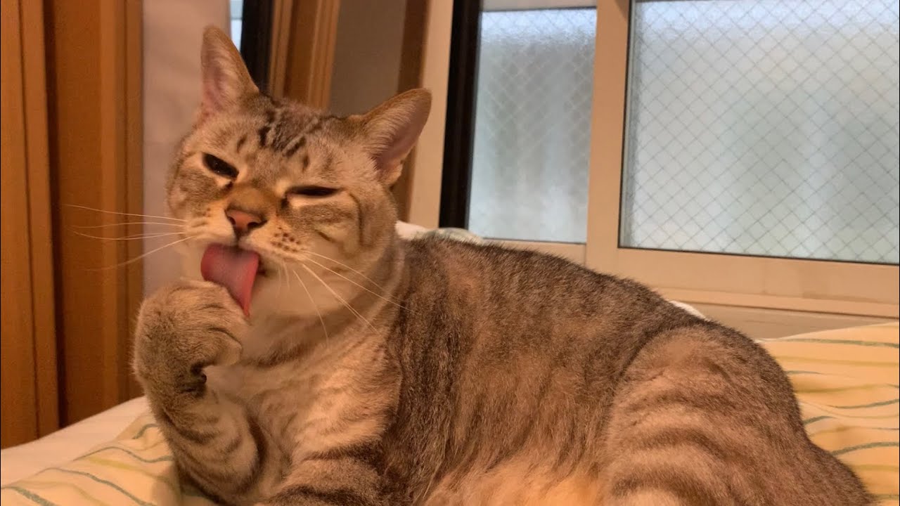 ずっと見ていられる猫の毛づくろい(グルーミング)