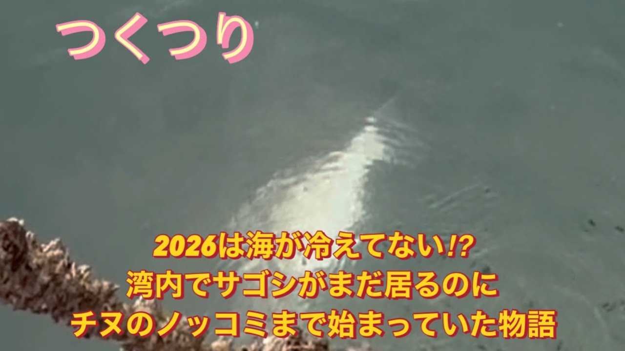 2026の冬は暖かい⁈2月14日の最新チヌノッコミ情報！！