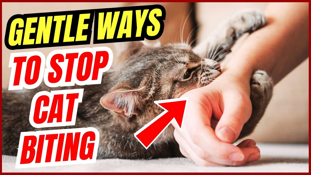 How to Stop Cat Biting Instantly | Must-Try Tips