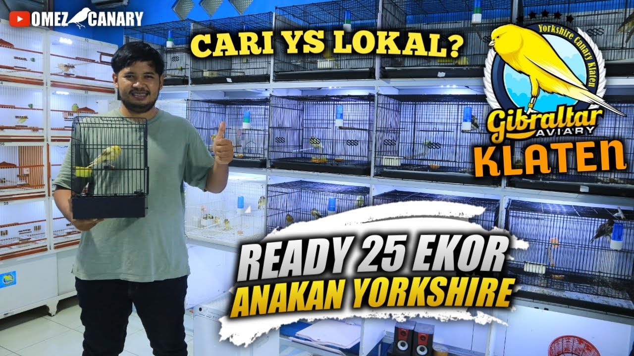 SUMPAH KEREN | Review peternakan kenari Yorkshire asal klaten | Hendy Uky
