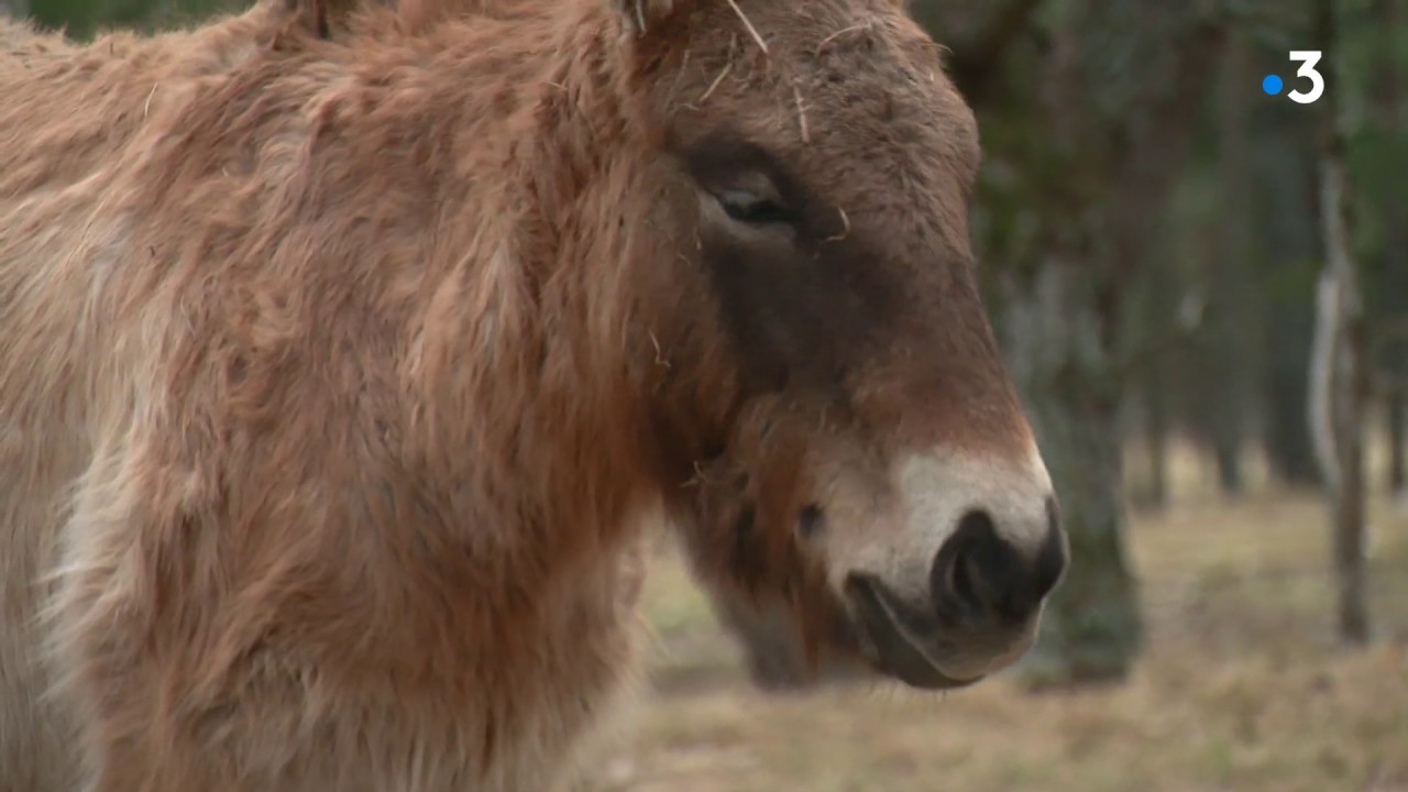 Au coeur de la réserve des Monts d'Azur : des chevaux sauvages qu'on croyait disparus