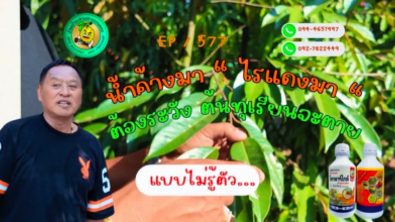 EP | 577 📌น้ำค้างมา