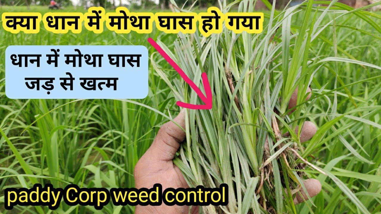 धान में खरपतवार मोथा घास जड़ से खत्म एक स्प्रे मैं/Moth weeds from root in paddy