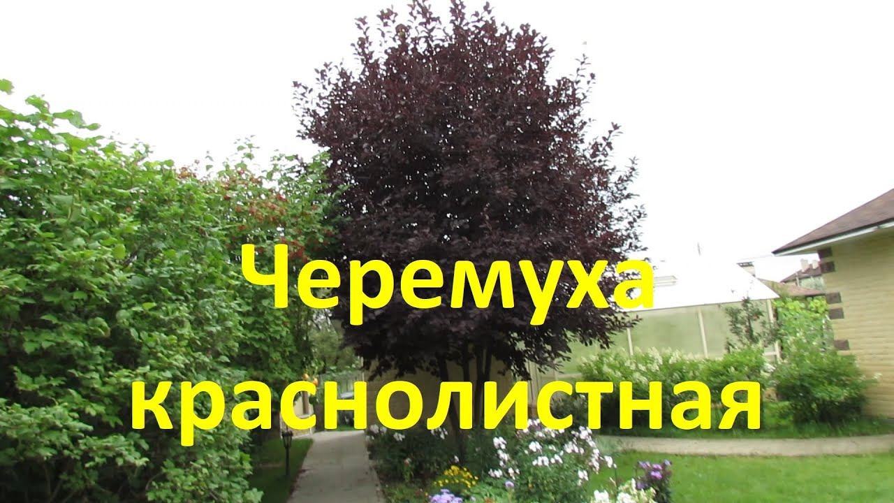 Черемуха краснолистная в моем саду | Про Сад с Любовью