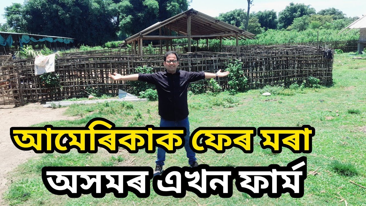 Multi Farming গাঁৱৰ ভিতৰত || গাহৰি , ছাগলী আৰু গৰু || Uparjan 