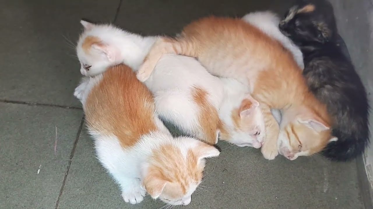 So much love, all the little kittens are sleeping and living together 
