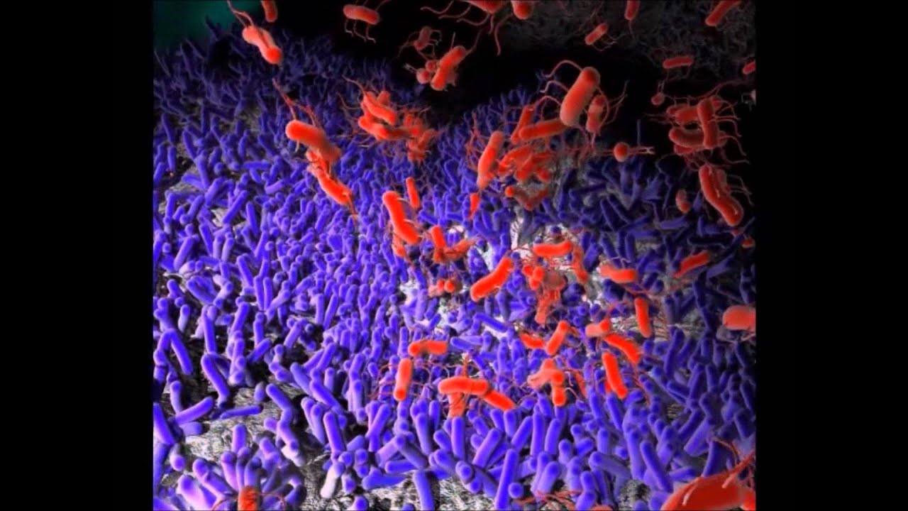 A probiotikumok működése