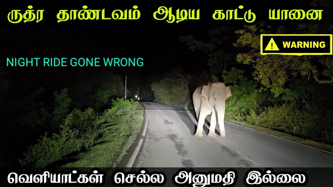 நீண்ட நாட்களுக்கு பிறகு தரமான இரவு சம்பவம்|மிஸ் பன்னீடாதீங்க|night drive|elephant attack