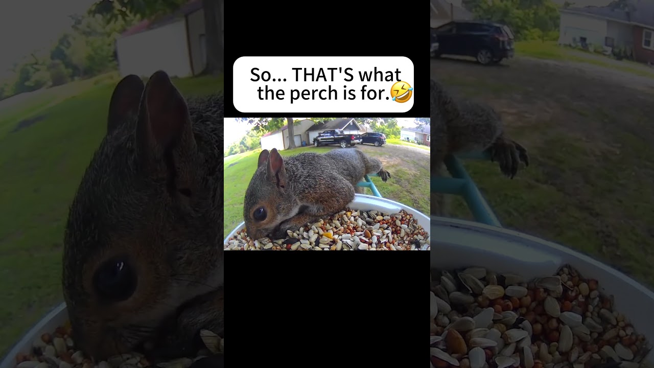 Guy's got life figured out#birds #birdwatching #nature #birdlovers #birdfy #shorts #funny #squirrel