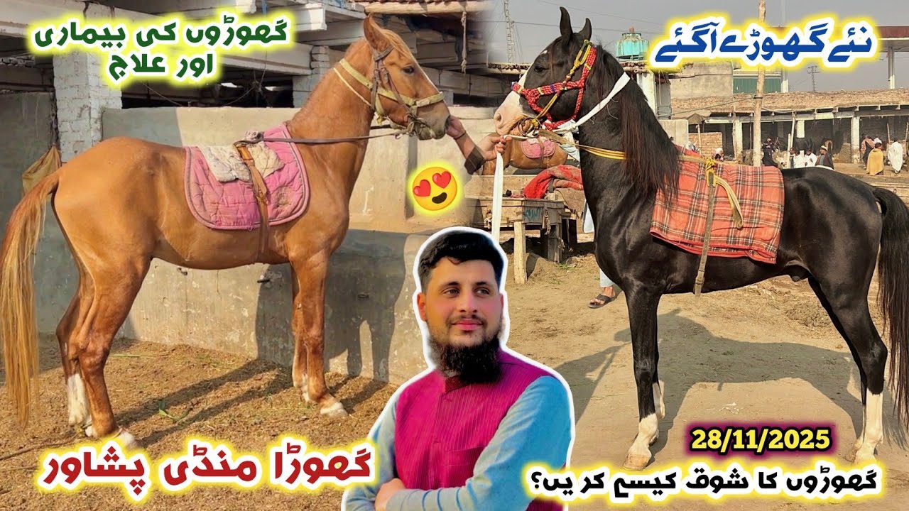 Horse 🐎 Market Peshawar New Stock Arrived Latest Updates 28/11/2025 | Indian Marwari Breed Izhar Ali