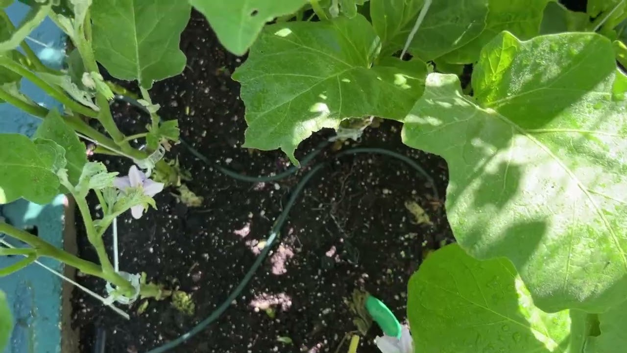 My eggplants are flowering What to do next for a Big harvest