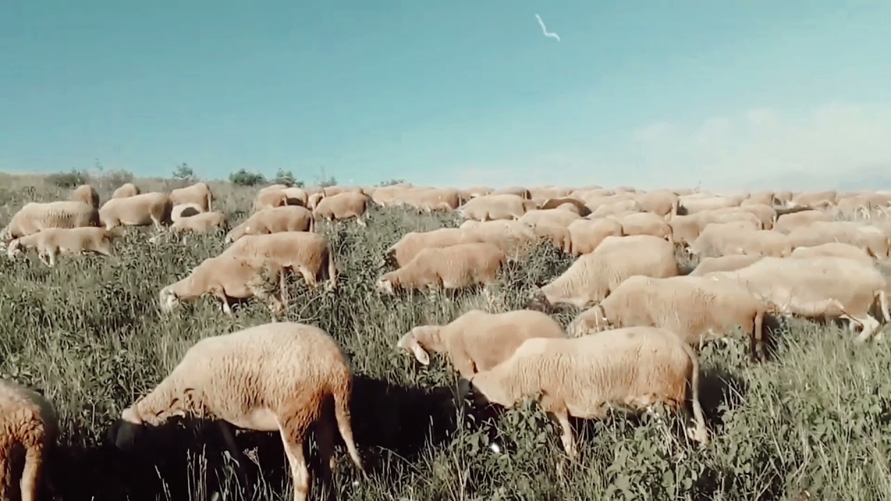 Popullore Jugu (melodi me GAJDE)