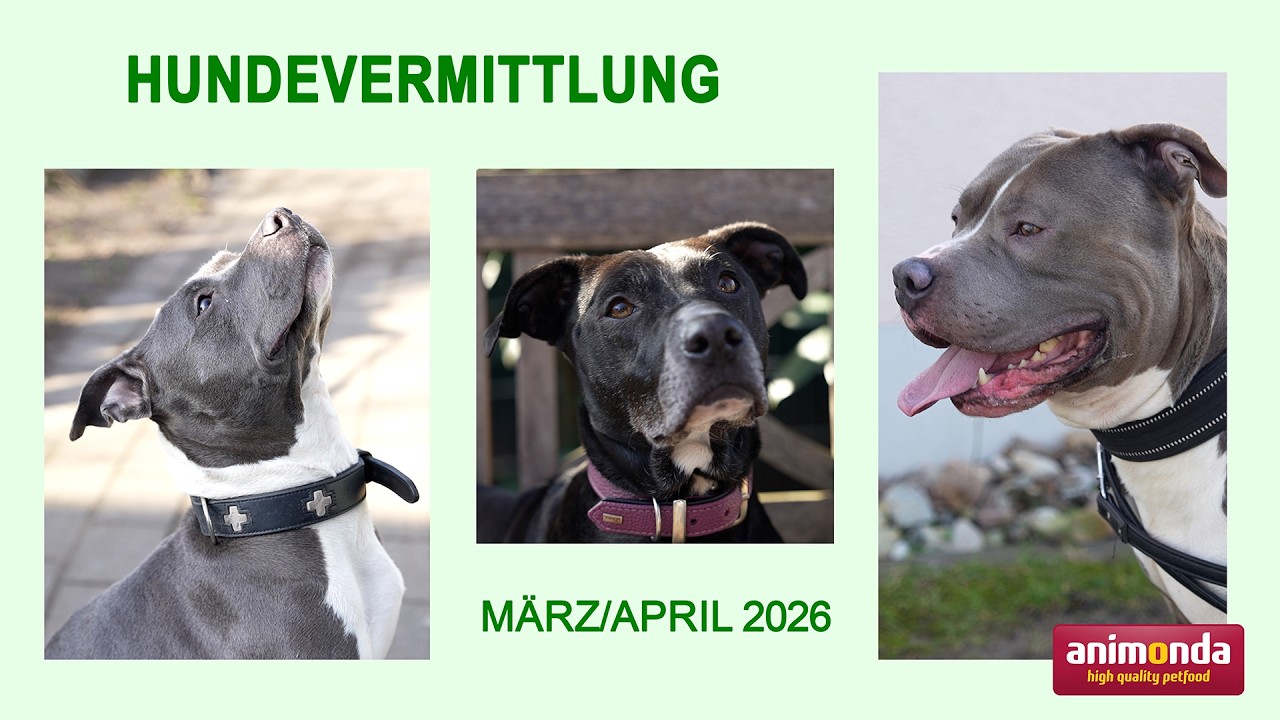 Hundevermittlung - März/April 2026 (Tierheim Hannover TV)