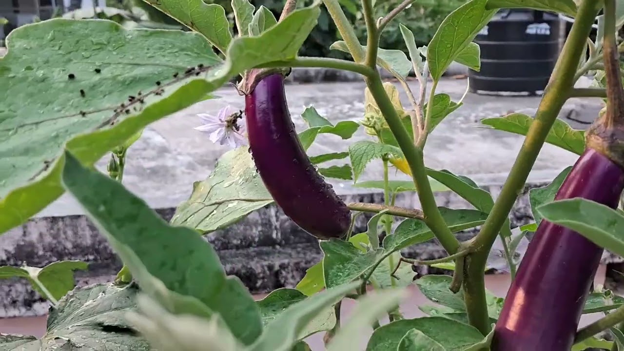 നഗരവിശേഷം: മട്ടുപ്പാവ് കൃഷി