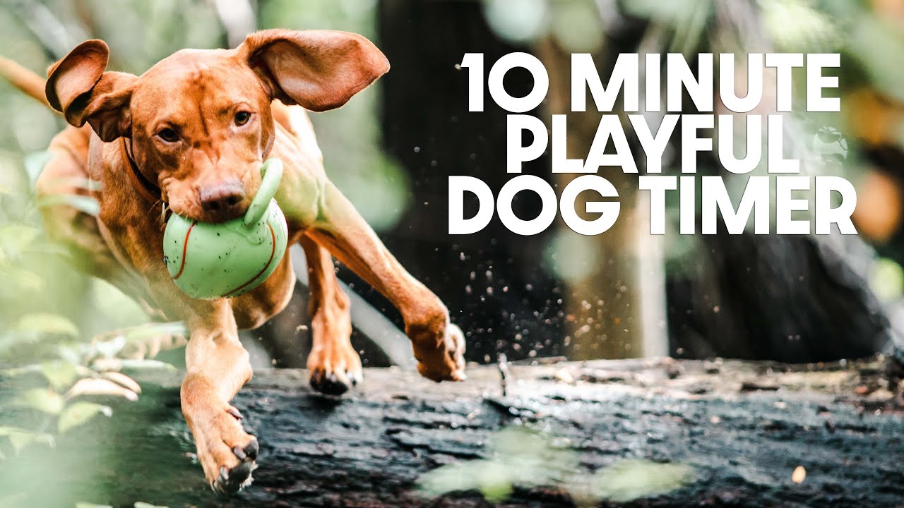 10 Minute Timer - Ten Minute Playful Dog Timer