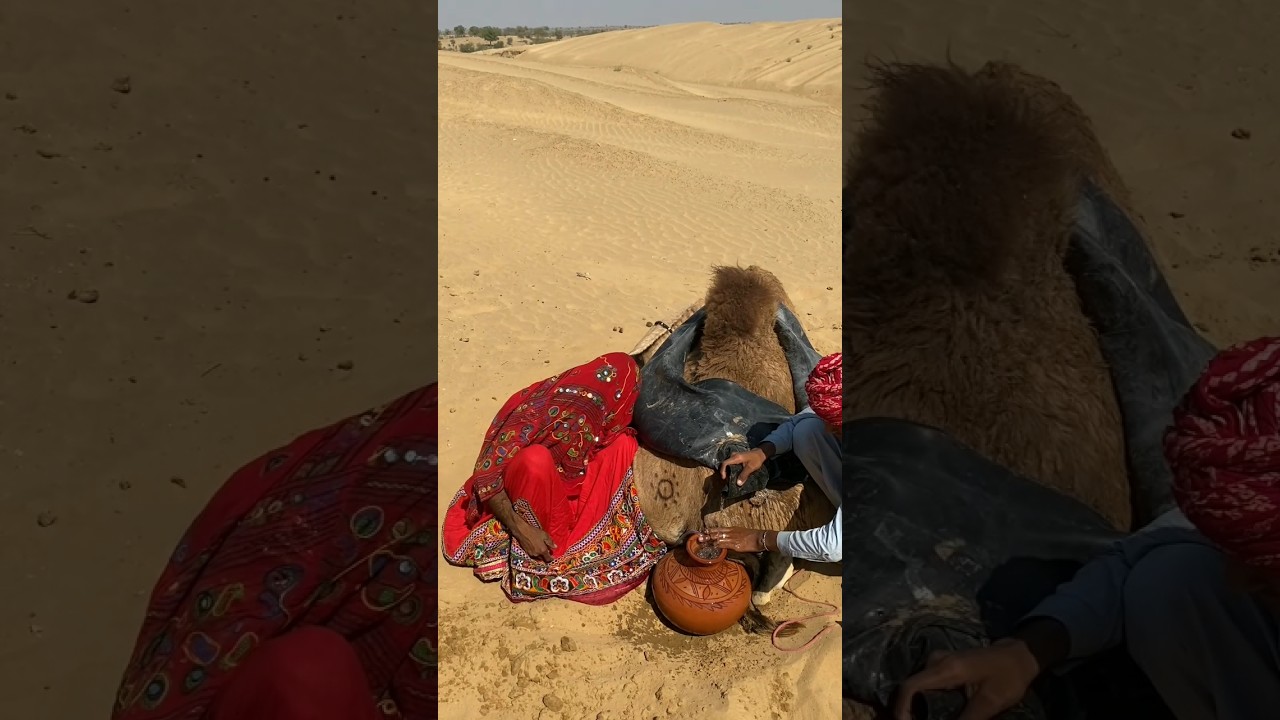 تستخدم الفتيات طريقة مبتكرة لتبريد الماء داخل إناء موضوع على ظهر جمل.#youtubeshorts