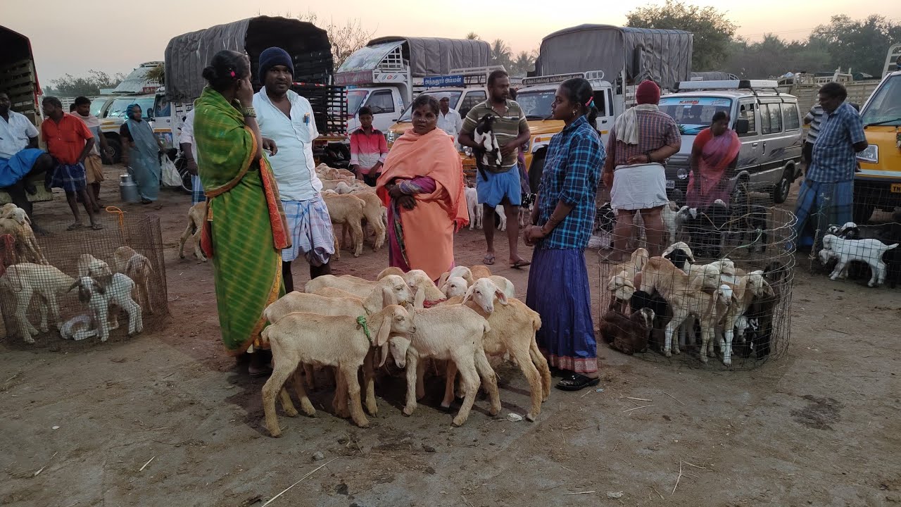 goat sheep market morepalayam #ஆட்டுசந்தை  #ஆட்டுசந்தைமோர்ப்பாளையம் #சேலம்கருப்புஆடுவிற்பனை