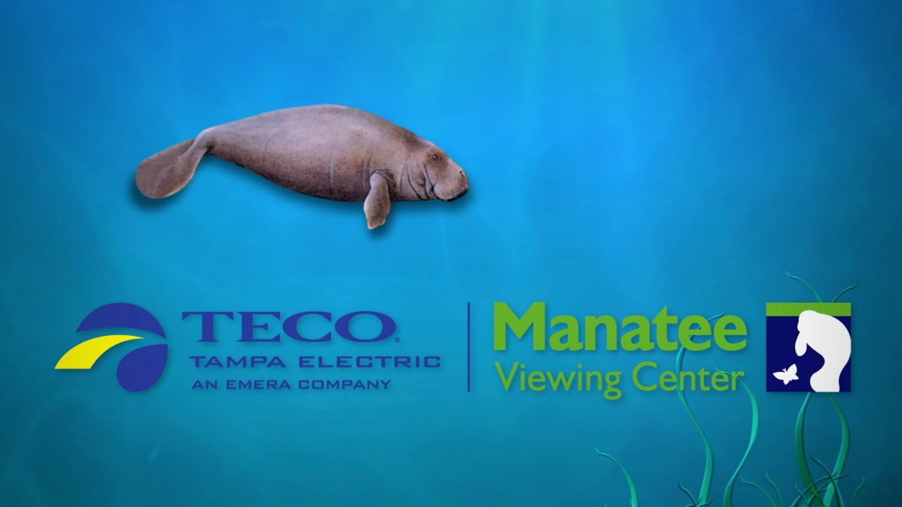 Tampa Electric’s Manatee Viewing Center 2019-2020 Season