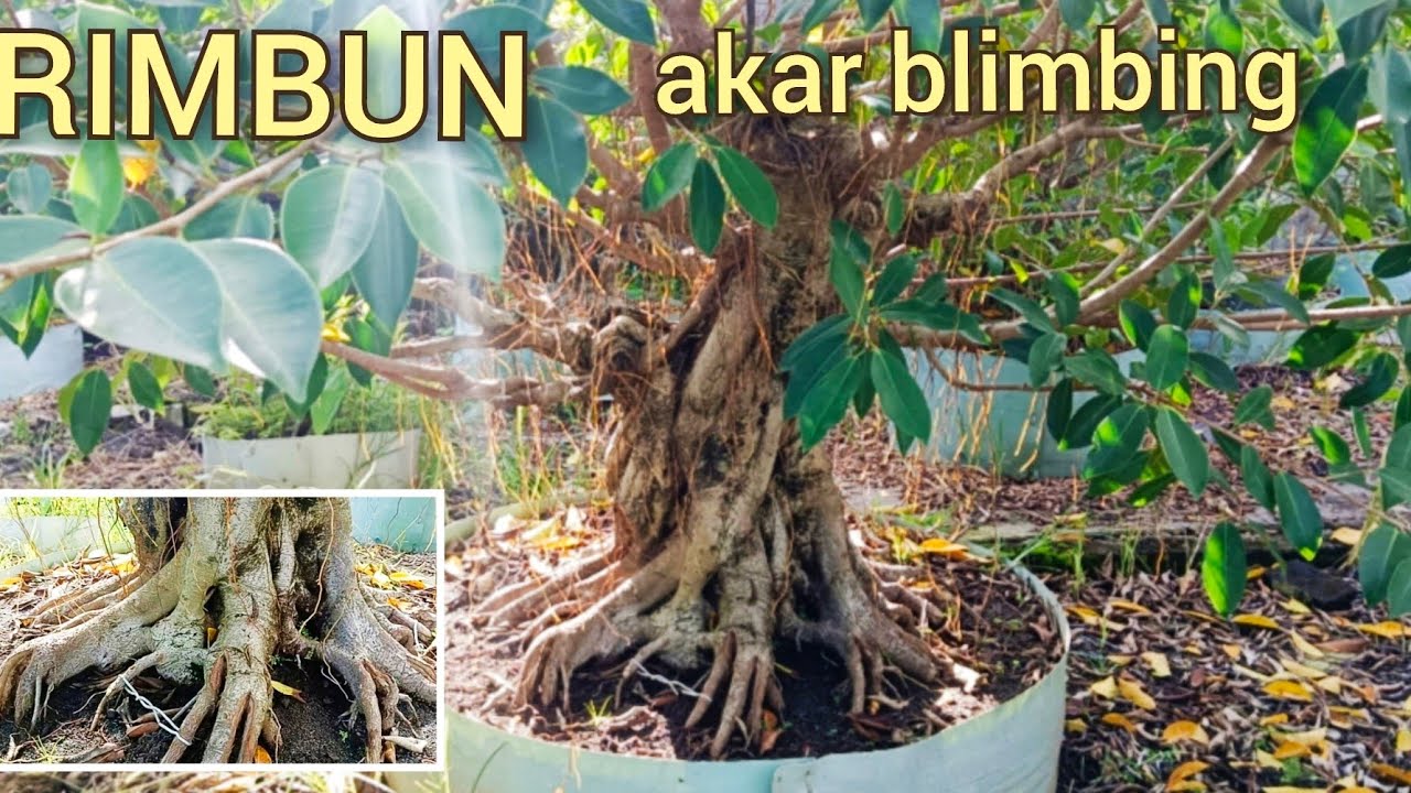 @mahkotabonsai, REVIEW PERKEMBANGAN PICUS IPRIK SUPER JUMBO CALON PETARUNG#belajarbonsai#bonsaitree