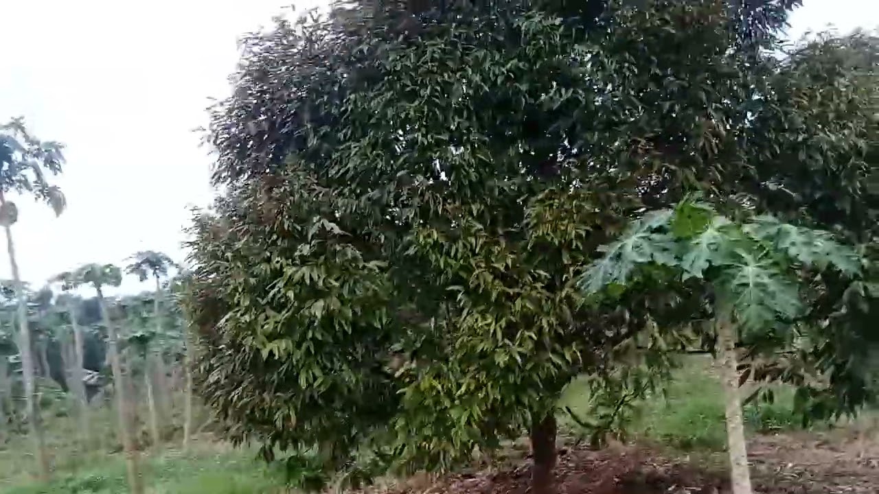 Di jual lahan lt 2,5h st AJB lokasi datar desa ci Omas kecamatan Tenjo