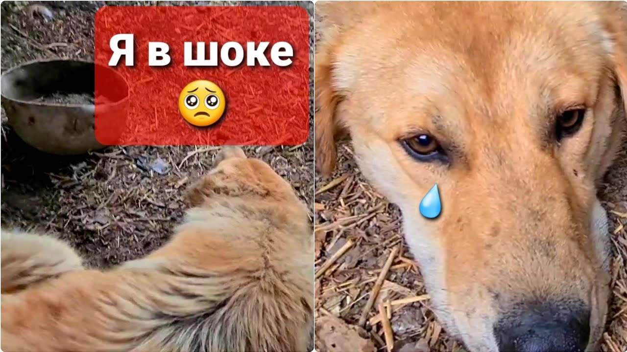 Самое УЖАСНОЕ пристройство хвостика, что со мной происходило🤯