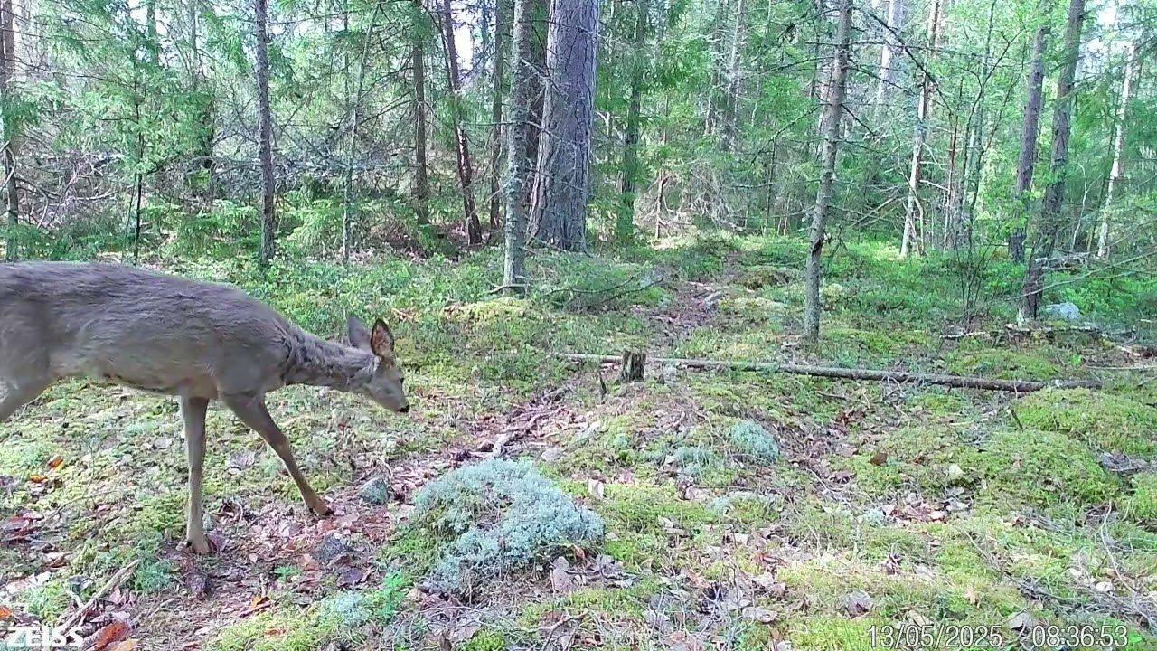 Skogen berättar del 106