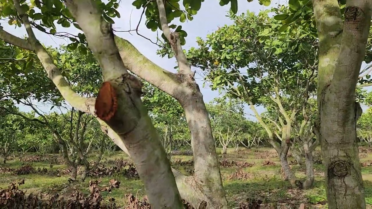 បន្ទាប់ពីស្វាយចន្ទីកាត់មែករួច ត្រូវទុកដាក់មែកដោយរបៀបណា?
