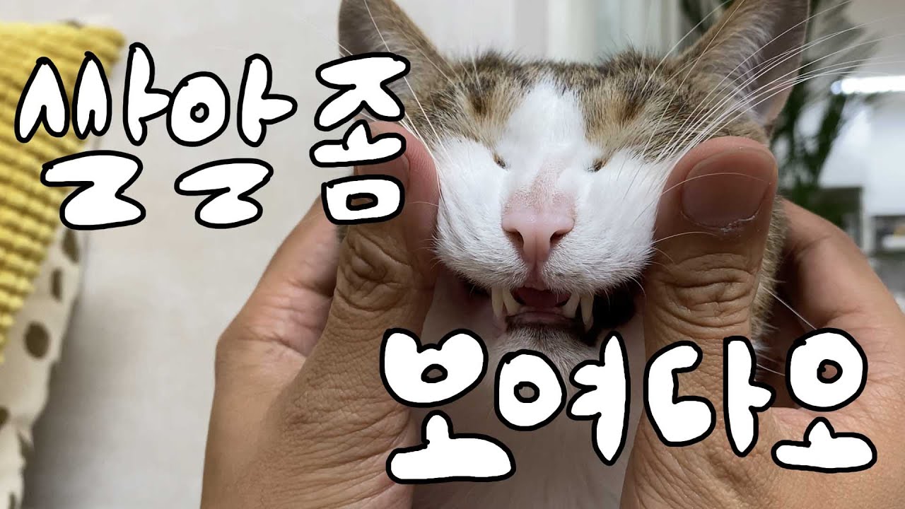 고양이 앞니, 이 쪼매난거 역할이 뭘까?