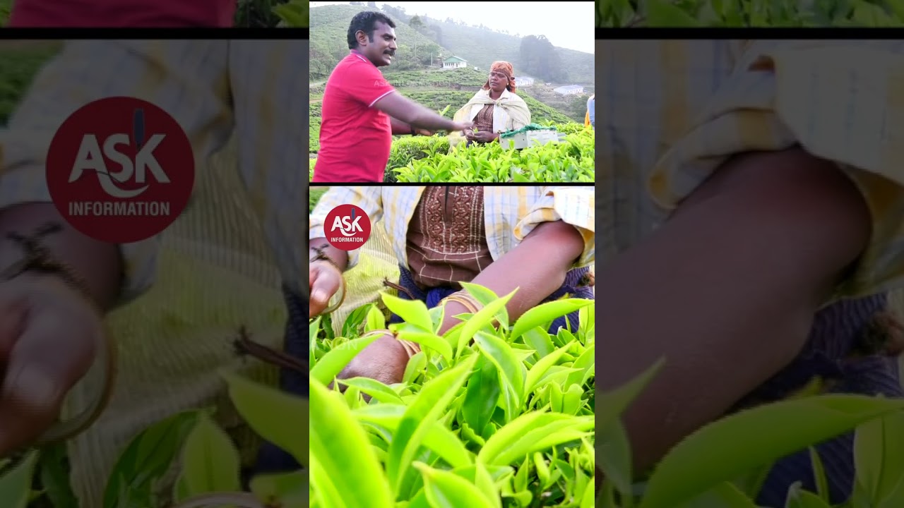 தேயிலை கொழுந்தை தேர்ந்தெடுத்து வெட்டுவது எப்படி? | Ooty Tea Estate Visit | Nilgiri Tea Factory Ooty