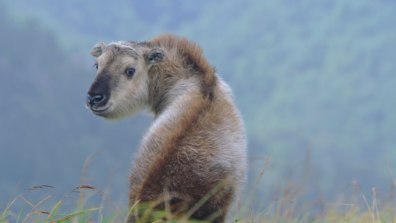 CGTN Nature: Tangjiahe Series | Episode 3: Sichuan Takins