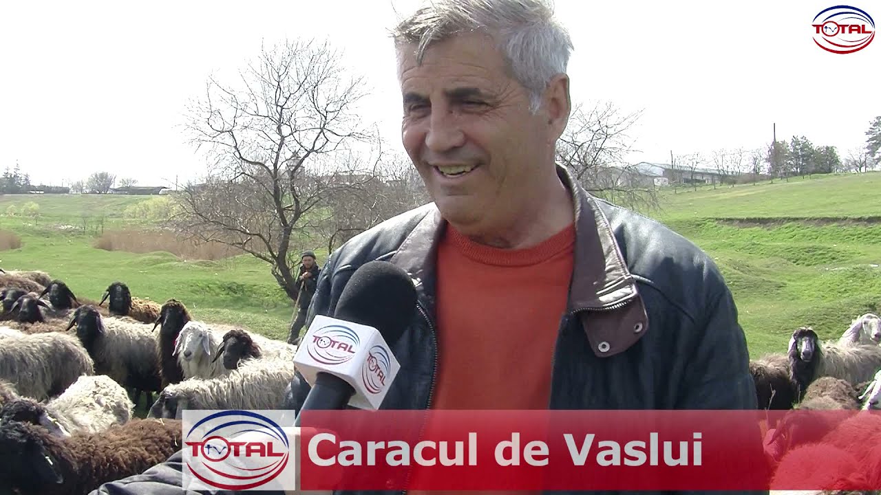 VIDEO//Caracul de Vaslui
