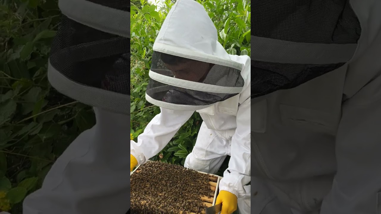 another bee inspection