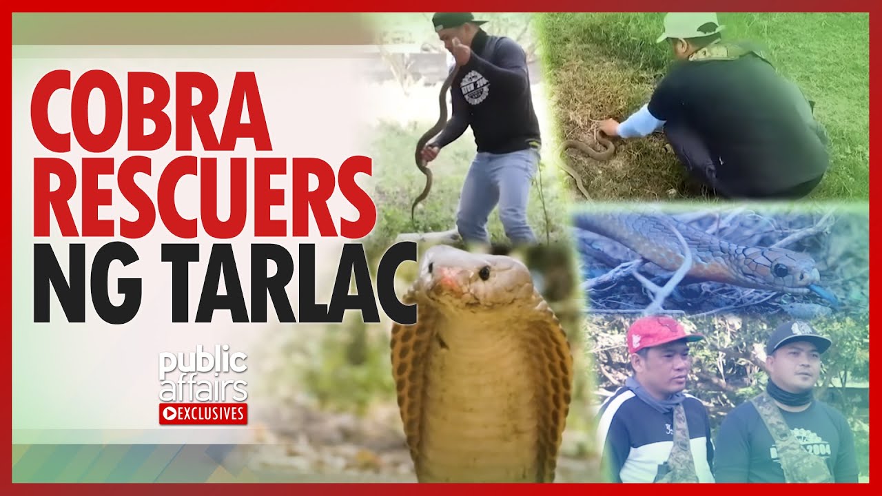 Isang grupo, sumasagip ng mga cobra! | Public Affairs Exclusives