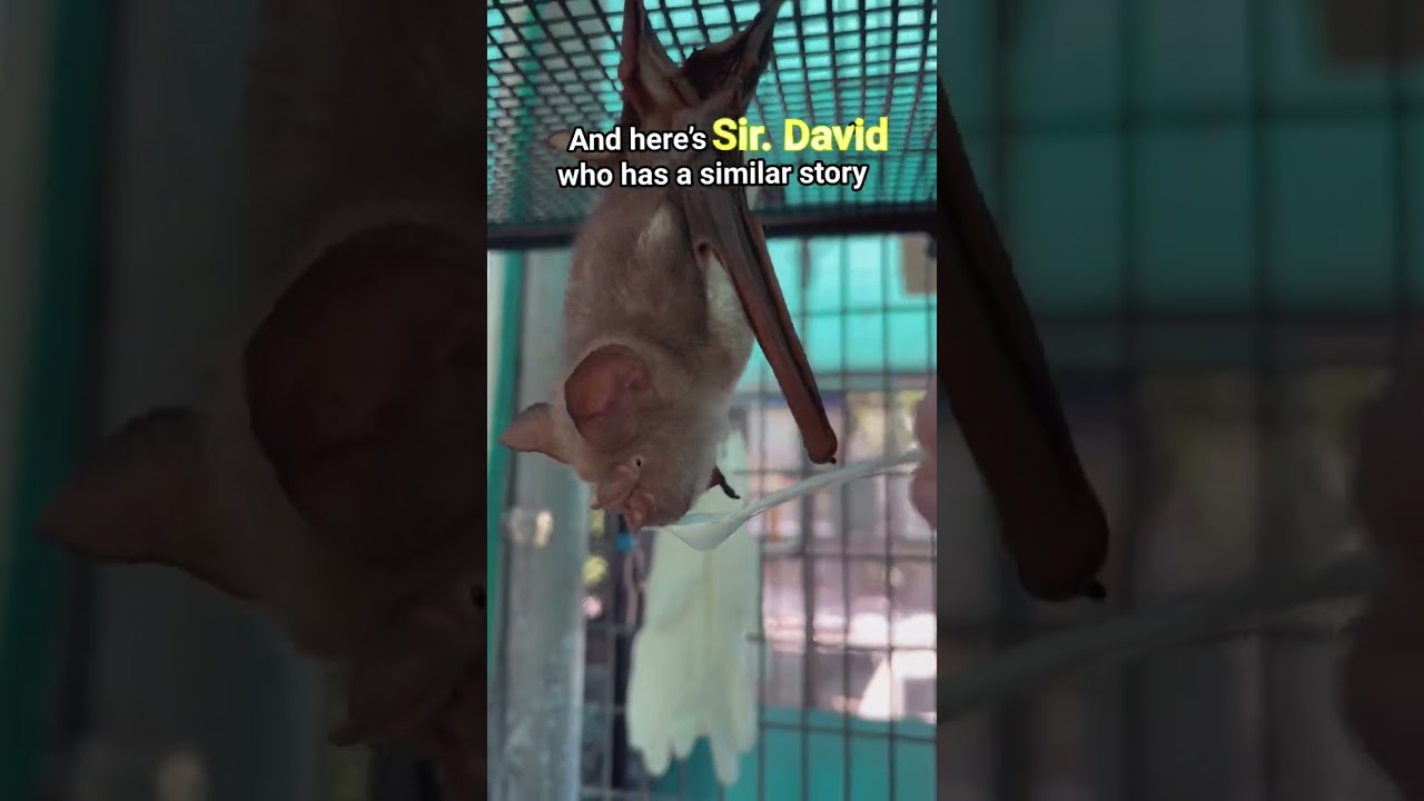 Meet Lady Di and Sir. David the Diadem Leaf-nosed Bat! #bat #wildlife #animal #rescue