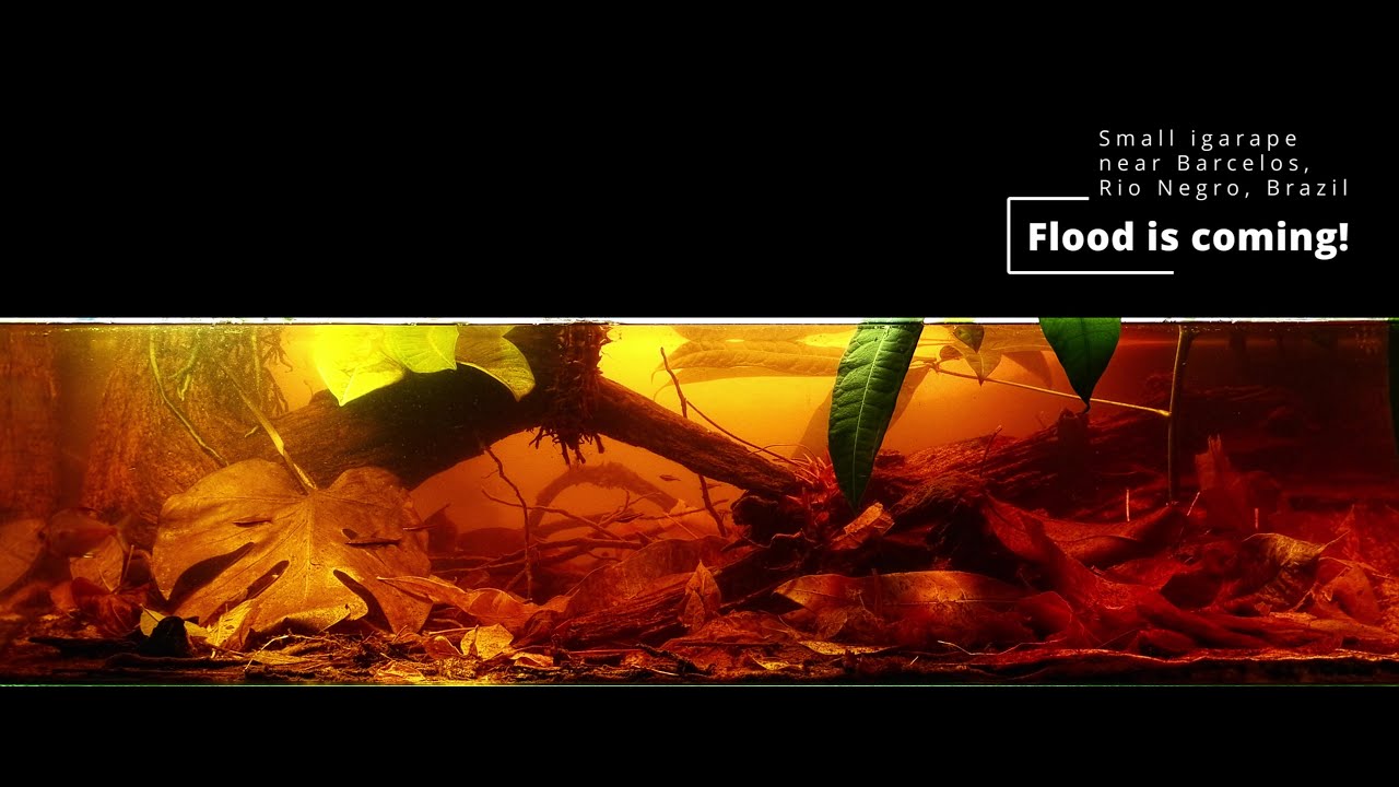Flood is coming! Biotope aquarium of an igarape near Barcelos, Rio Negro, Brazil