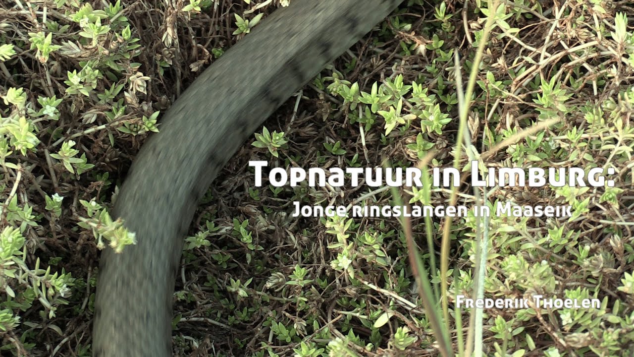 Wild Things - Topnatuur in Limburg, ringslangen in Maaseik