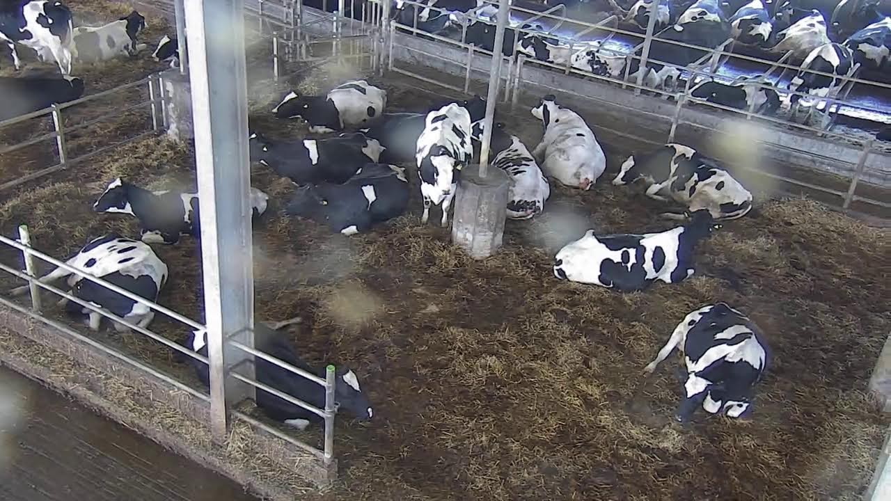 Livestream von Hemme Milch Uckermark