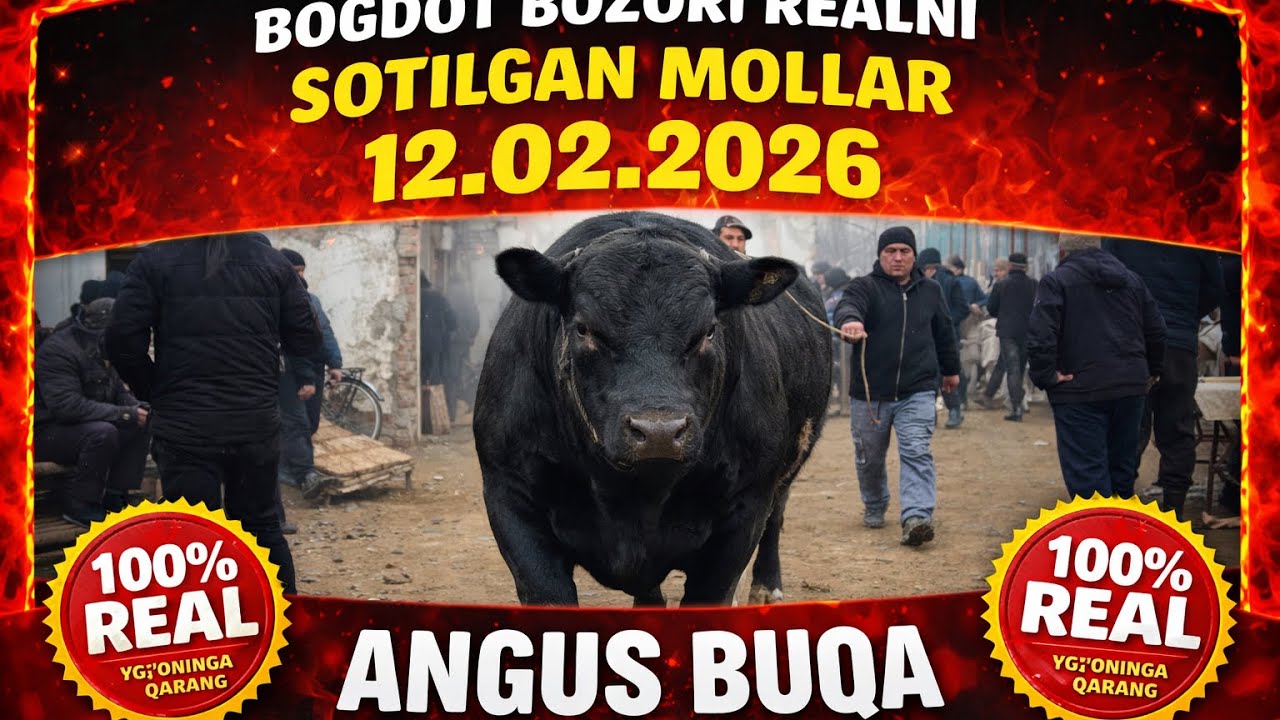 BUGUNGI SOTILGA MOLLAR NARXI 😱😱😱BOGDOTDAN ALBATTA KORING 