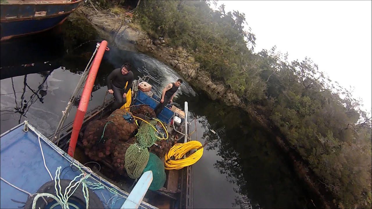 PUERTO NATALES FAENA DE ERIZOS