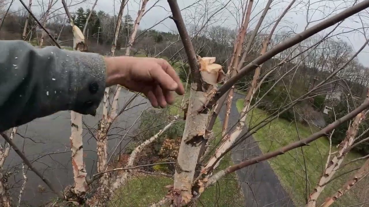 River Birch pruning