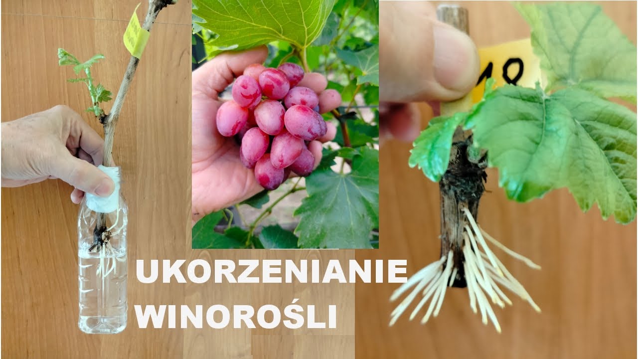 Winorośl - ukorzenianie w butelkach