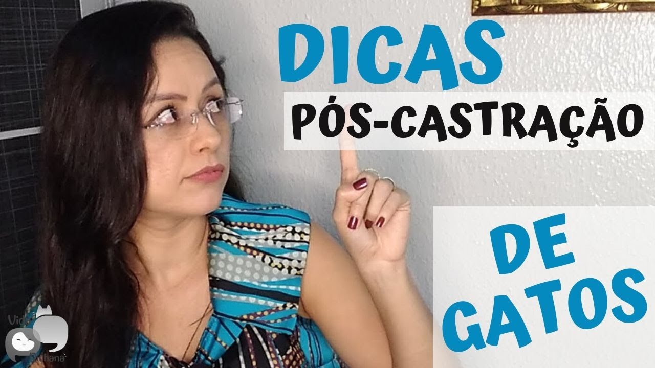 Dicas Pós-Castração: Cirurgia, Vômitos, Recuperação, etc. 🐱