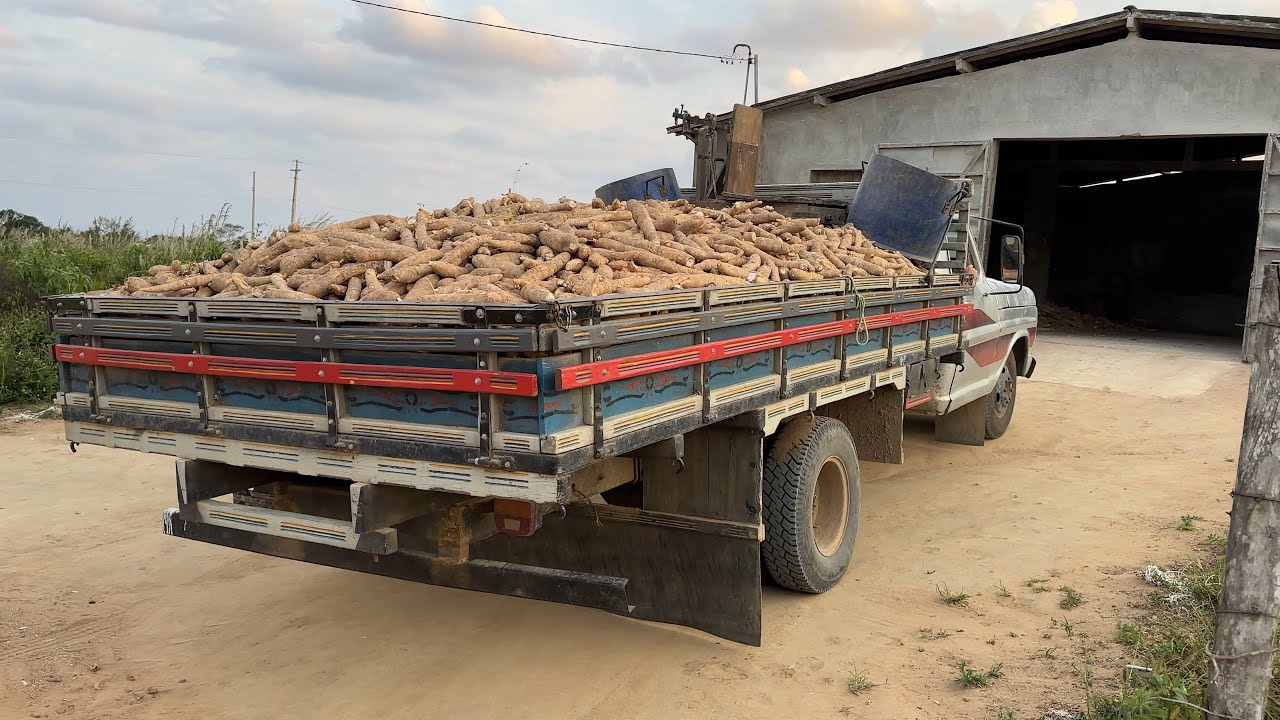 Chegou uma carga de mandioca para iniciar os trabalhos na casa de farinha 