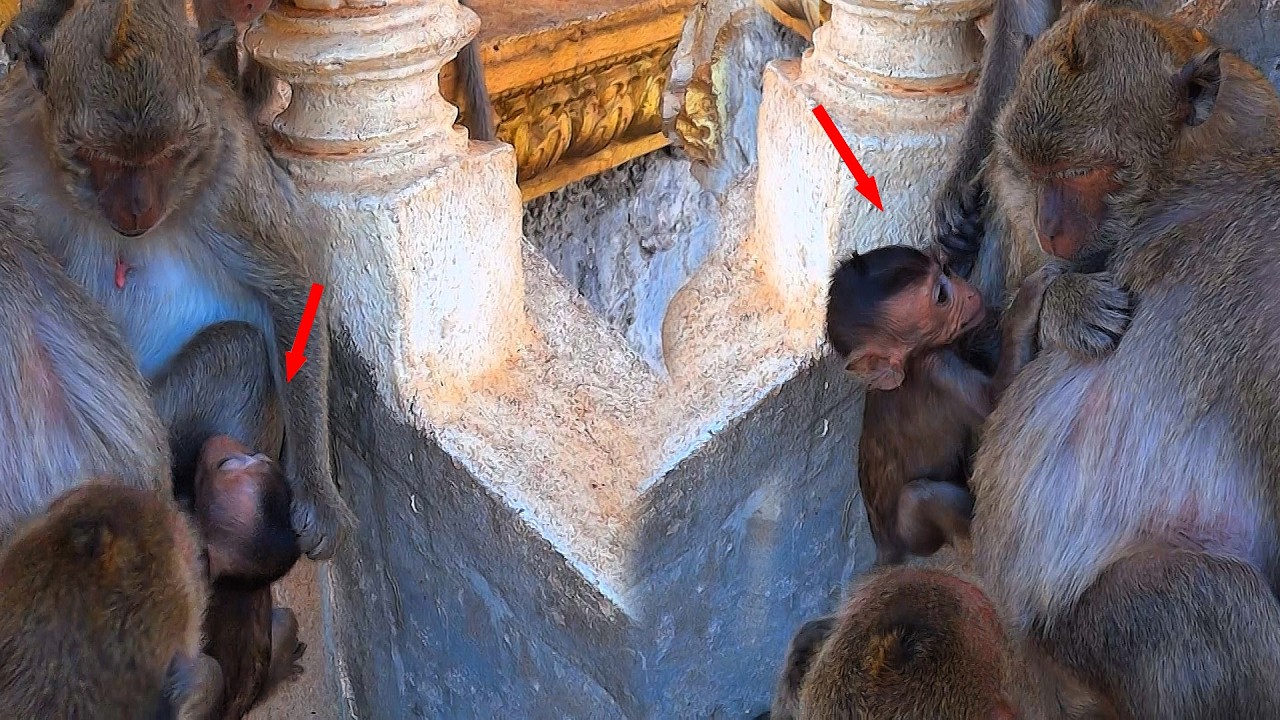 OMG, this little monkey got his head pushed by his mother because he didn't want to drink milk.