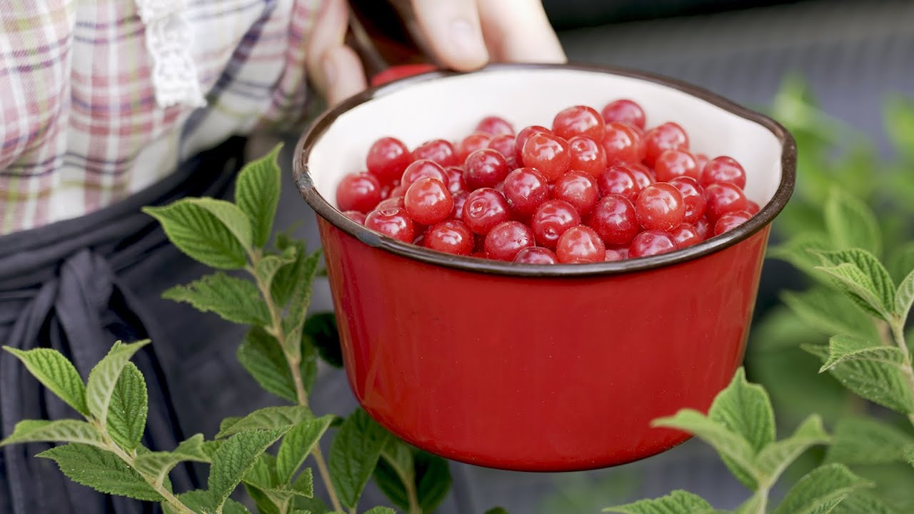 장마철 뽀송뽀송 영상 🍒 Summer Begins
