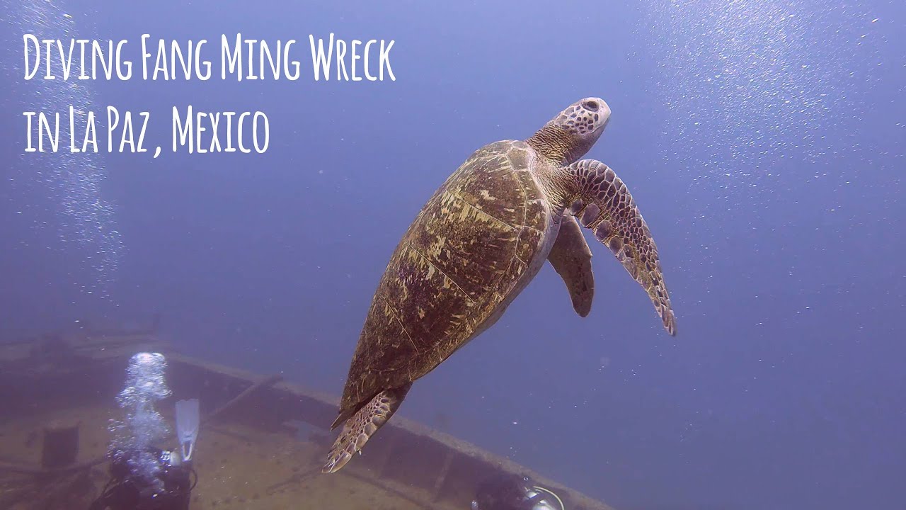 Turtle Mania Scuba Diving Fang Ming Wreck in La Paz, Mexico - 4K 🎵 A Record This Quiet - Powel