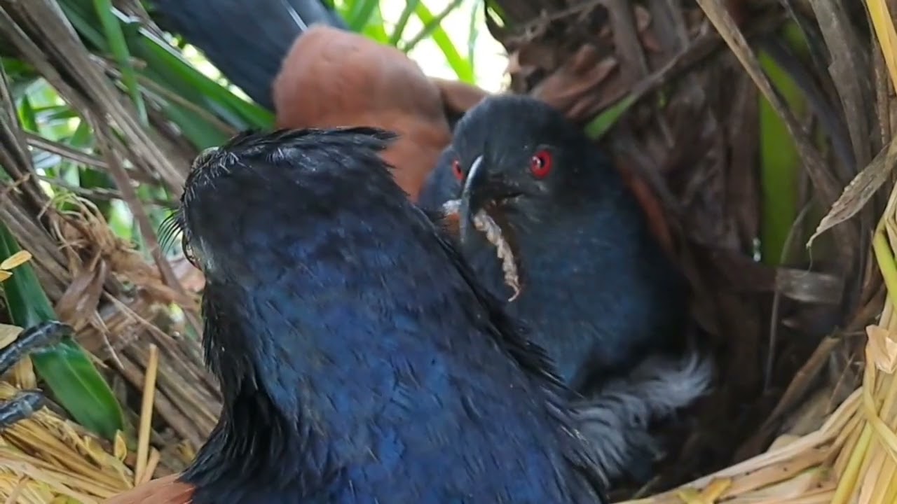 induk bubut berebut memberi makan anaknya