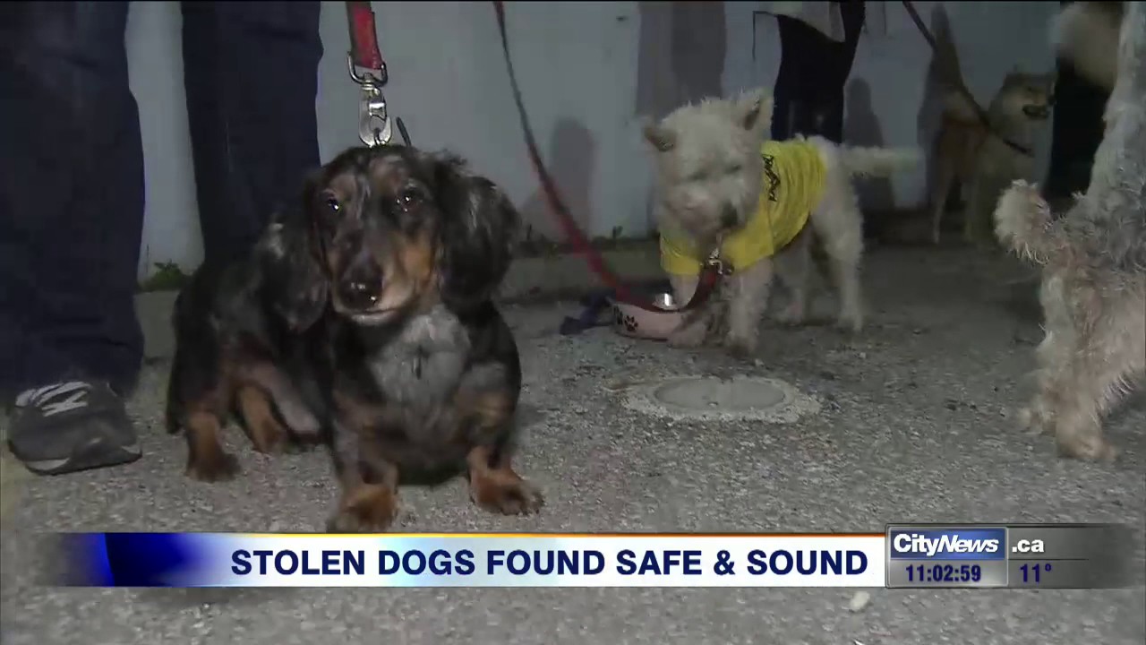 Video: Stolen dog walker&rsquo;s van found with 16 pooches safely inside